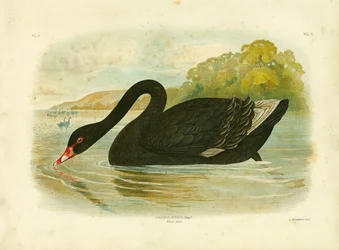 Cygne noir, 1891